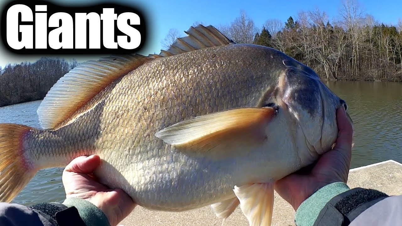 Catching the Biggest Fish of the Year! This is the Big Fish to Beat