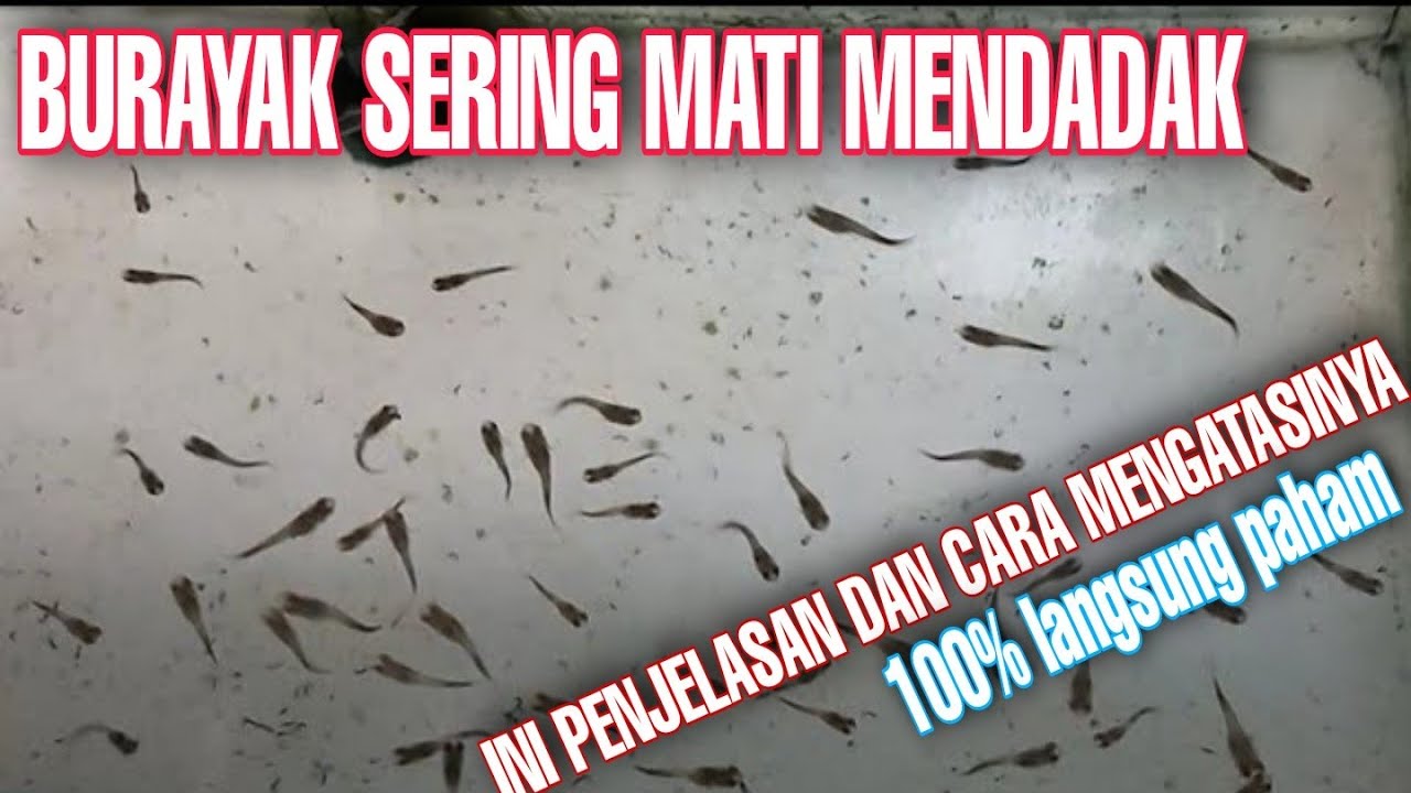 CARA MERAWAT BURAYAK GUPPY || dari usia nol sampai dewasa dan memahaminya