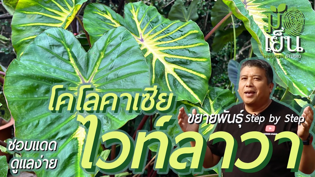 โคโลคาเซียไวท์ลาวา Colocasia 'White Lava' ชอบแดด เลี้ยงง่าย มีดีที่ลายใบสวย