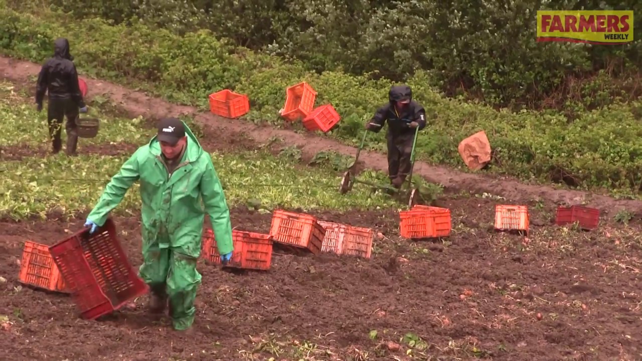 The Jersey Royal Company on the 2018 new potato season