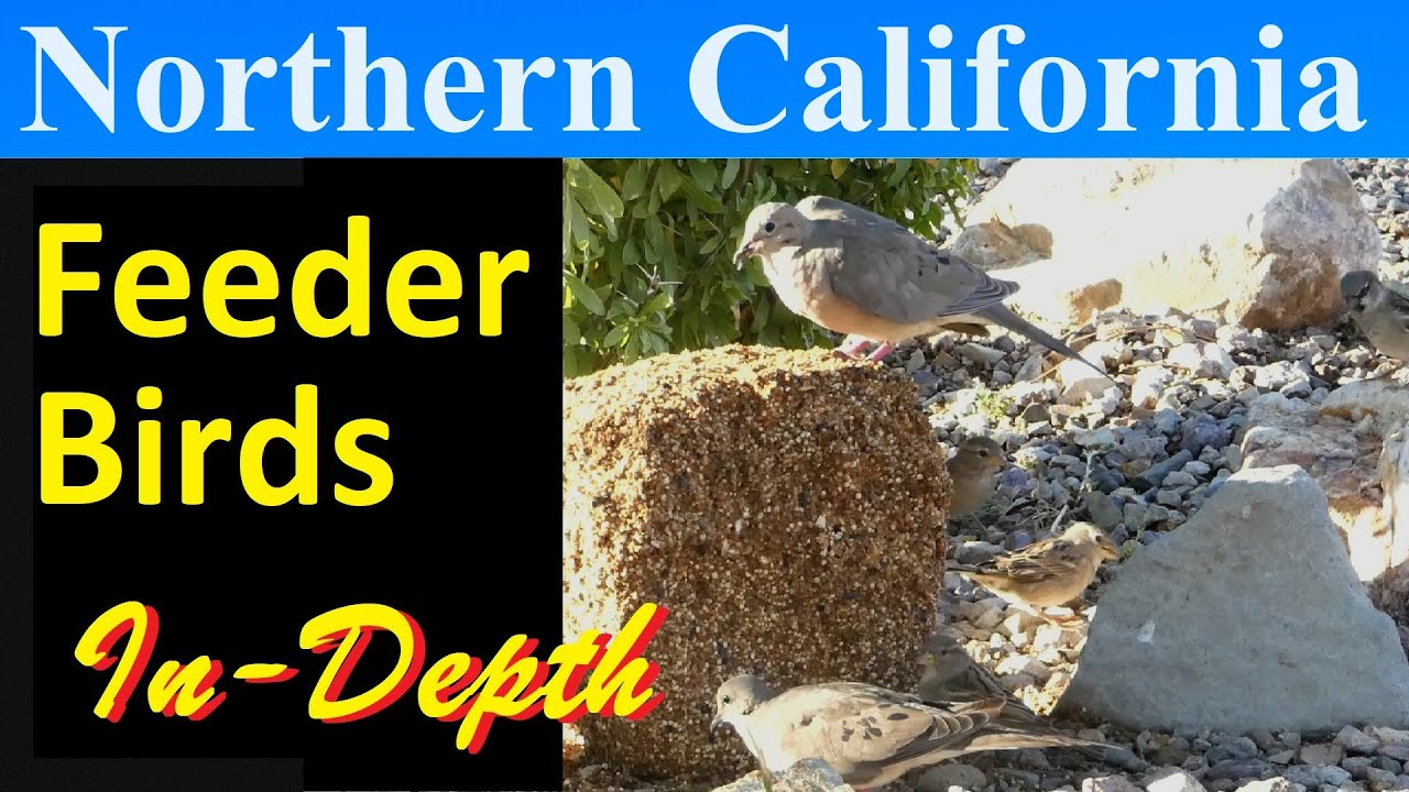 10 Most Common Feeder Birds of Northern California [In-Depth]