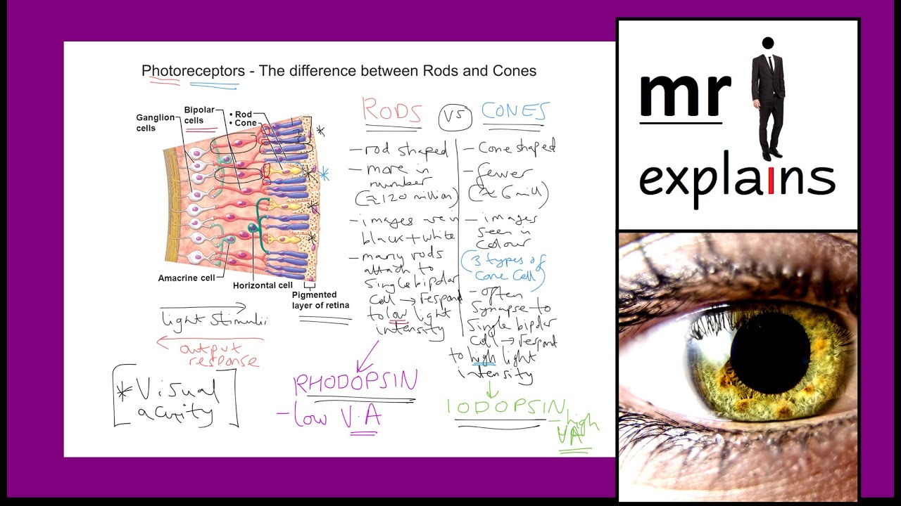mr i explains: Photoreceptors - The difference between Rods and Cones