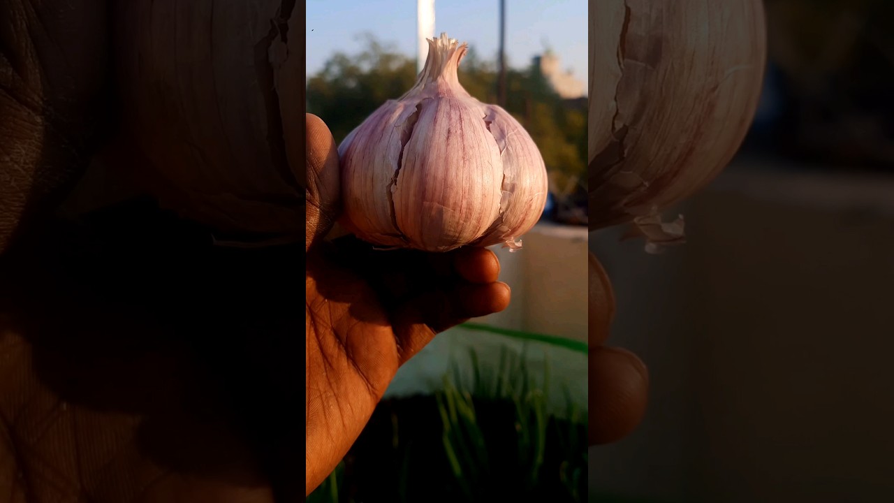 How to grow 