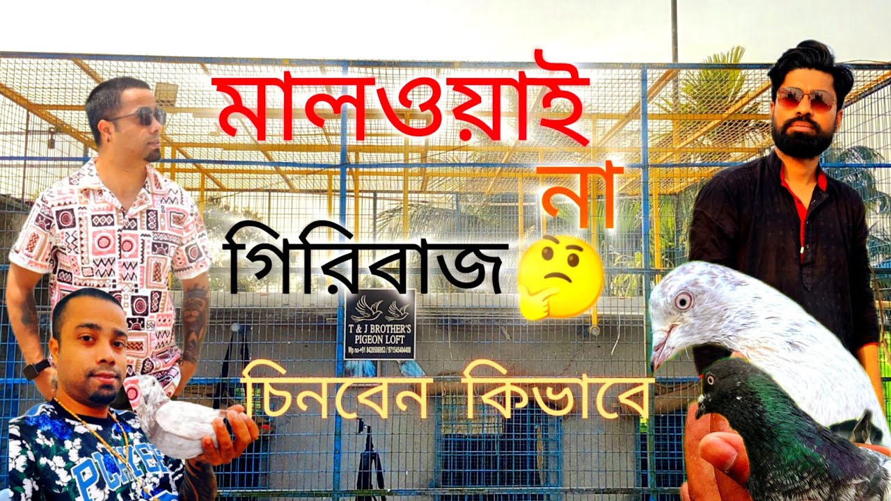পাঞ্জাবি মালওয়াই নাকি গিরিবাজ চিনবেন কিভাবে🤔🤔@Timirnunish দাদার মুখে শুনে নিন ❤️