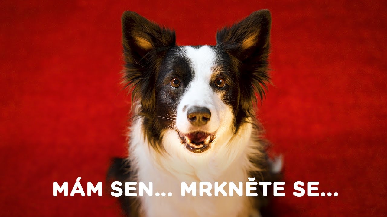 I j&aacute; m&aacute;m sen... až vyrostu, budu spokojen&yacute; pes!