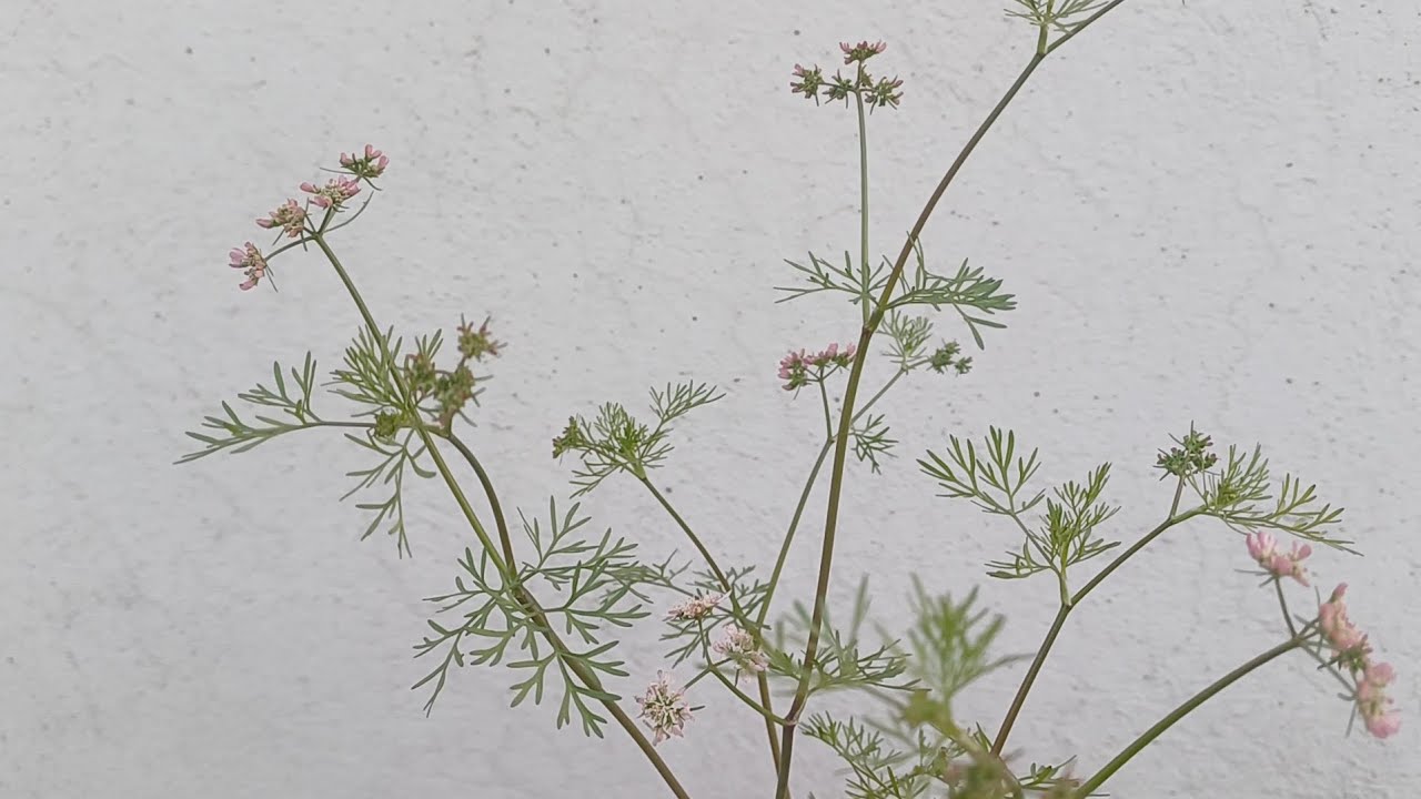 Growing Organic green plants & herbs Aloevera Coriander on terrace garden #gardening #nature #viral 