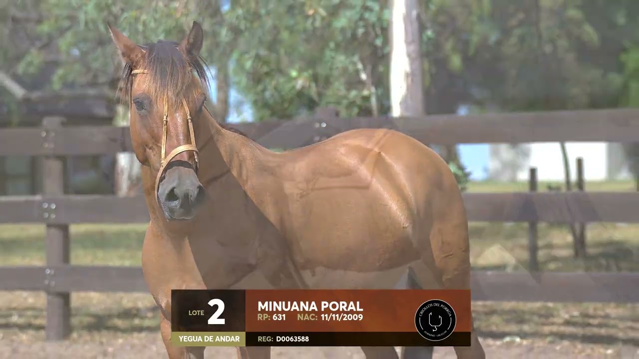 Lote 2