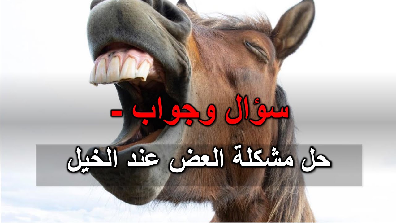 حل وأسباب لمشكلة العض عند الخيل