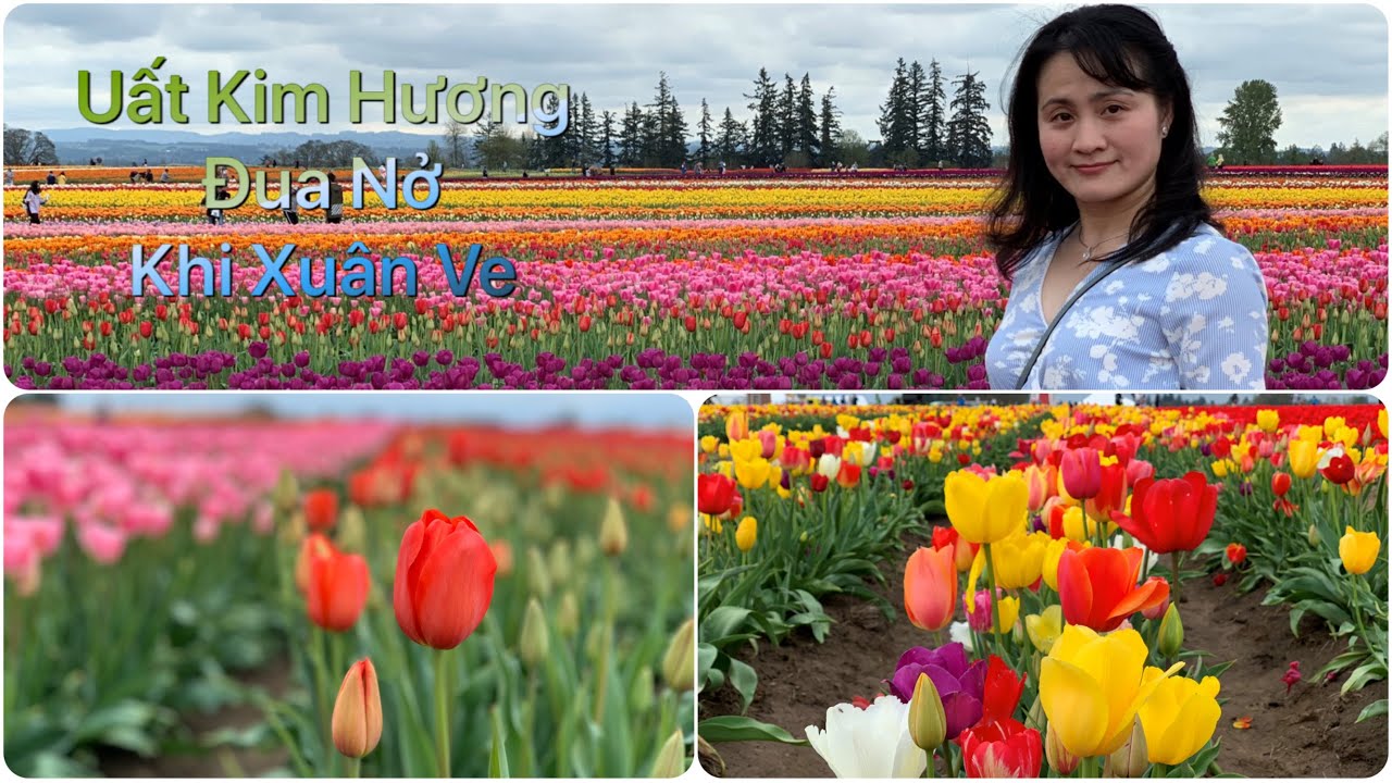 Tulips Farm 2019-Cánh Đồng Hoa Uất Kim Hương -Family Phiêu Lưu-Travel Oregon - Vlog 1