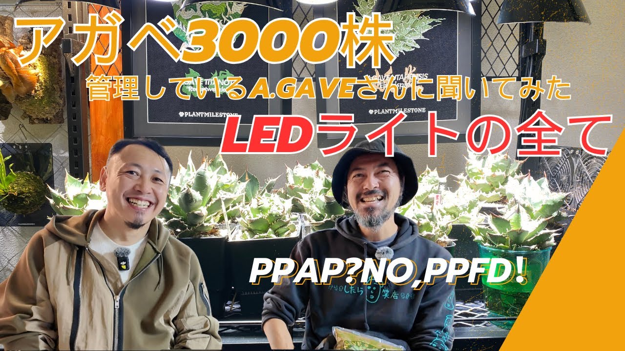 『必見』育成LEDライトの新常識！お伝えします。これでライトでの失敗はなくなります！
