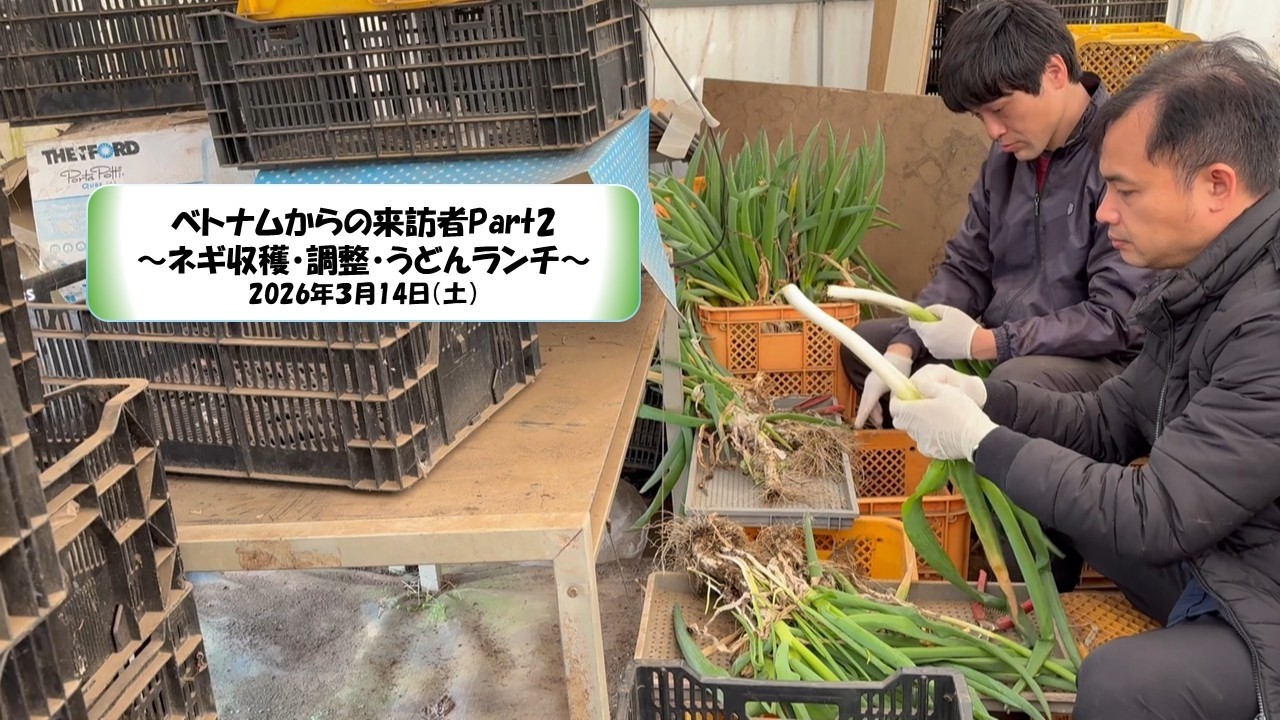 2026年3月14日（土）ベトナムからの来訪者Part2～ネギ収穫・調整・うどんランチ～