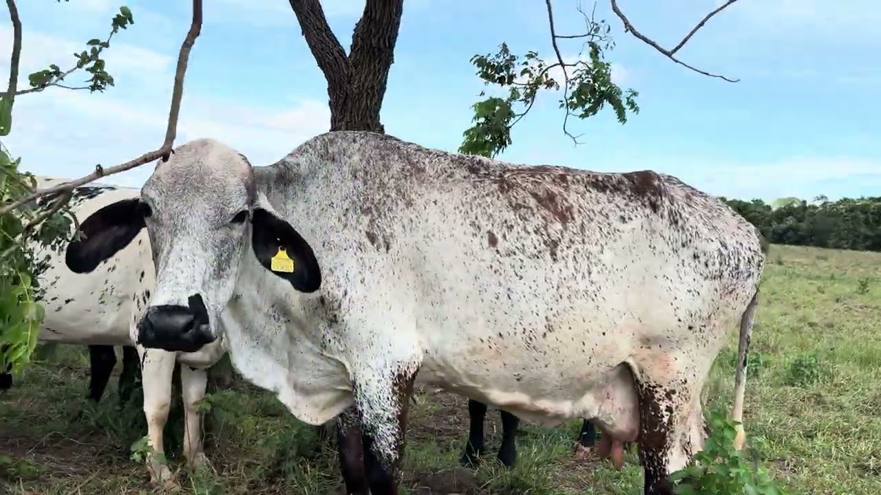 Vacas e novilhas a vendas acima 30uni 8 mil  para escolher 12 mil acima 5