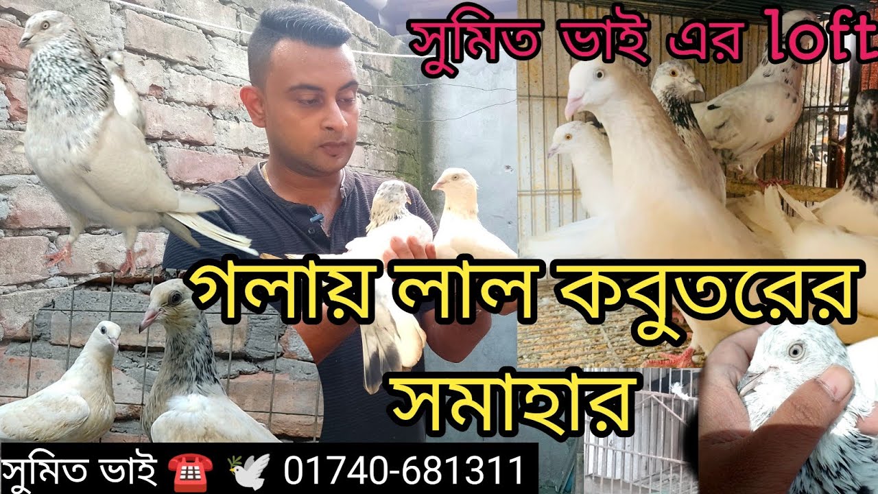 সুমিত ভাই এর গলায় লাল কবুতরের খামার ||খুলনার বিখ্যাত গলায় লাল কবুতর || highflyer most popular pigeon