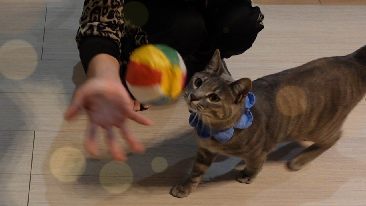 熊次郎と虎次郎がプレゼントをいただいたようです【保護猫兄弟とアラフィフ夫婦】