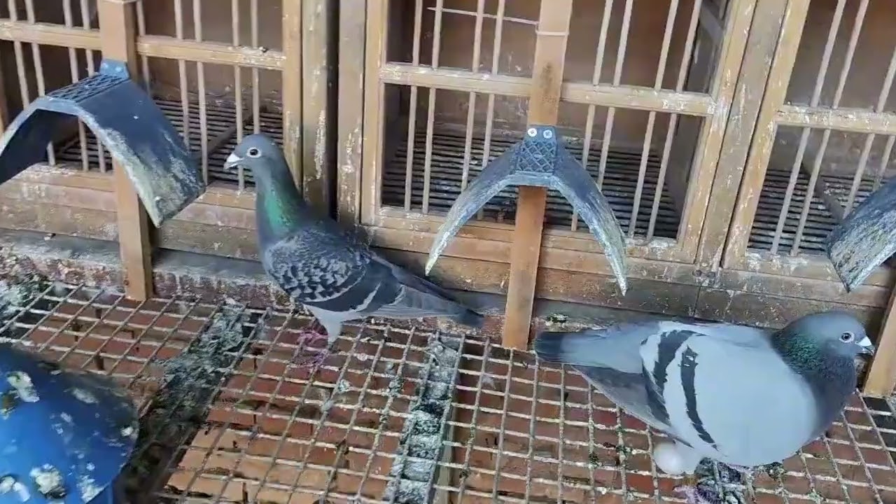 雌鸽一拆对营养就得赶紧降下来 要不然天天有下蛋的 跟没拆对一样