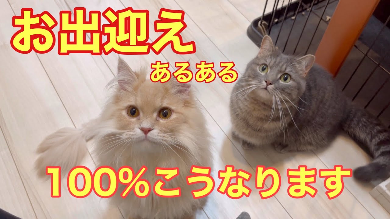 【不思議】猫たちにお出迎えされた飼い主はいつの間にかこうなってます