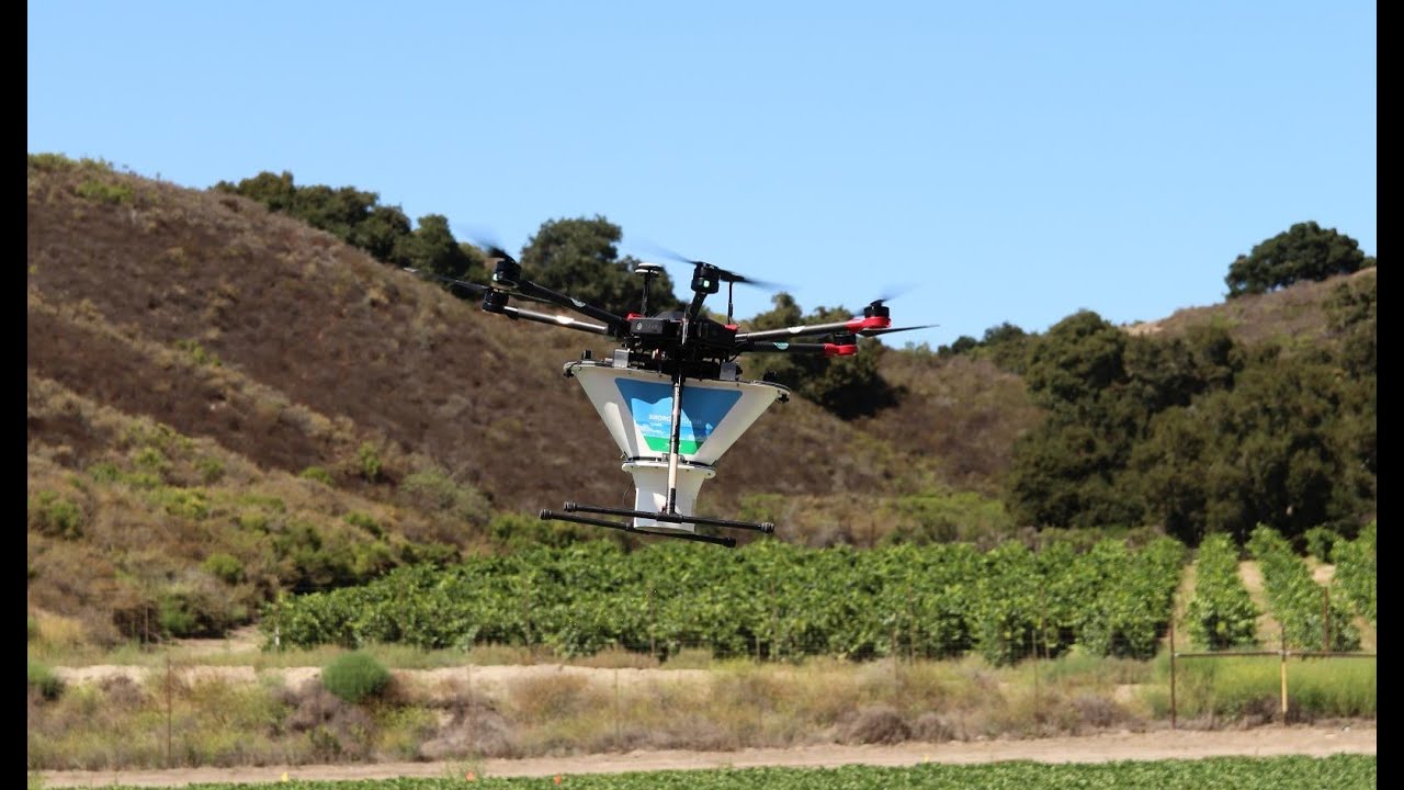 Controllo di ragnetto rosso tramite il rilascio via drone di acari predatori