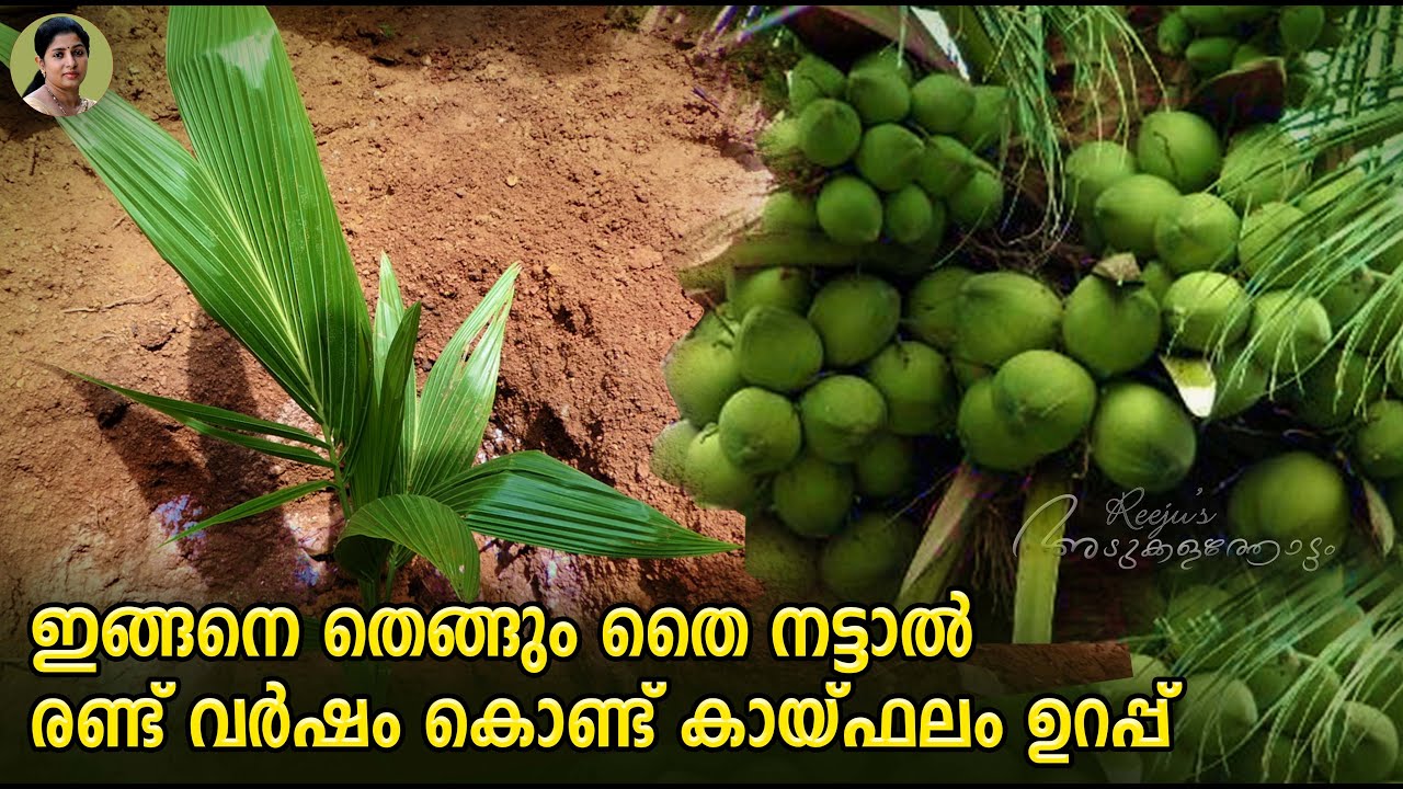 ഇങ്ങനെ തെങ്ങും തൈ നട്ടാൽ രണ്ട് വർഷം കൊണ്ട് കായ് ഫലം ഉറപ്പ് | Gangabondam Coconut Tree