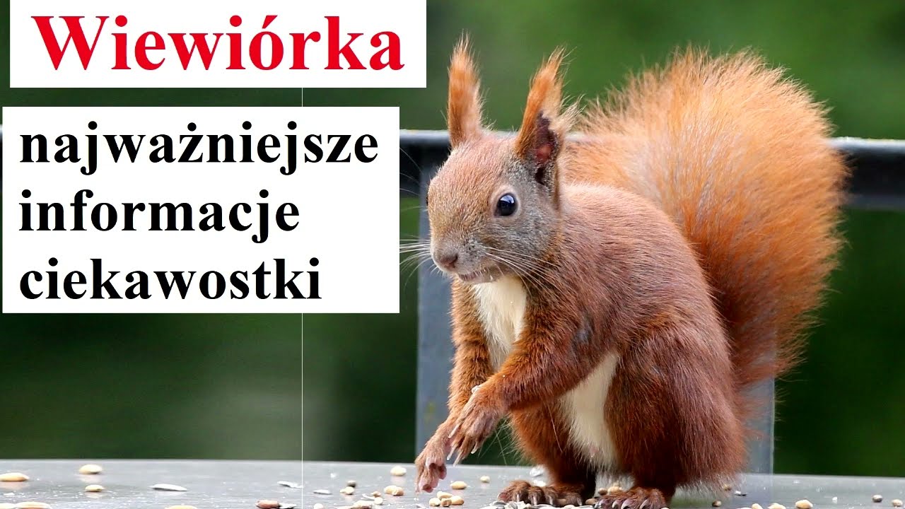 Wiewi&oacute;rki - najważniejsze informacje, fakty i ciekawostki