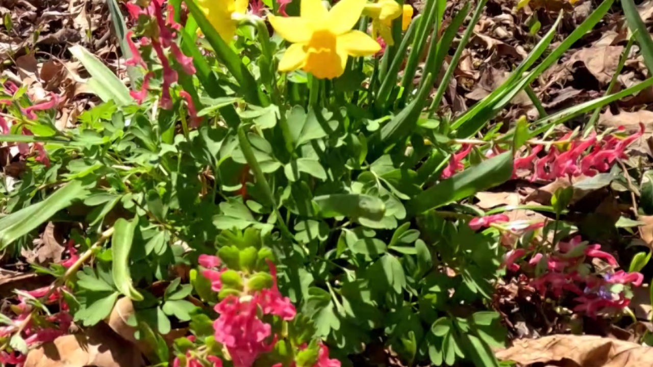 April flowers blooming in my garden