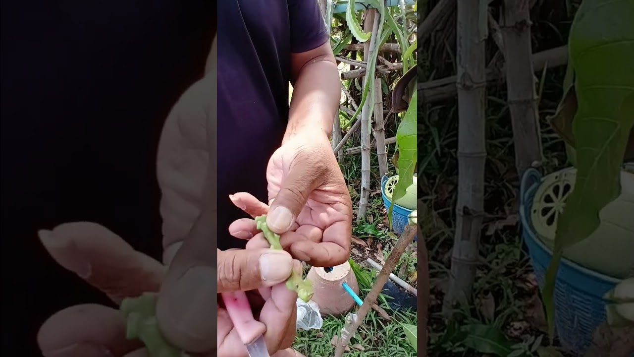 การทำมะม่วงแฟนซี