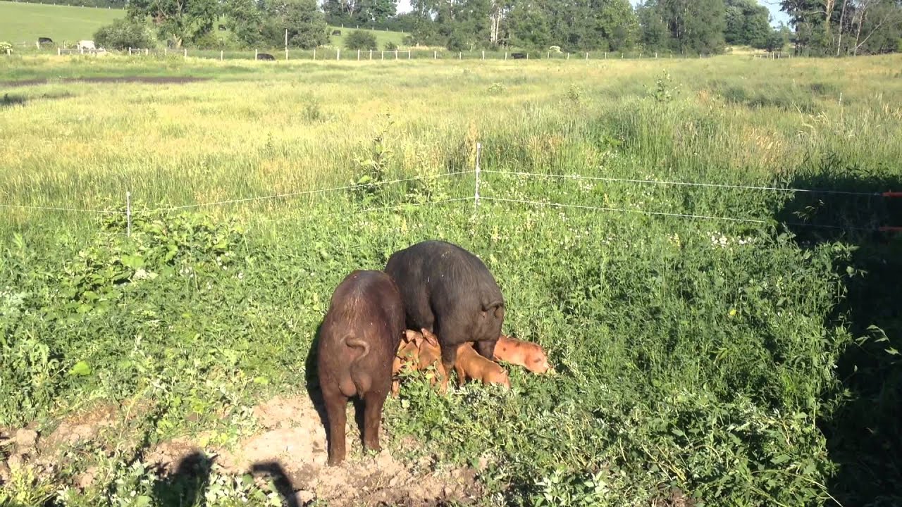 Arrowhead Meats: Berkshire sow with piglets grazing