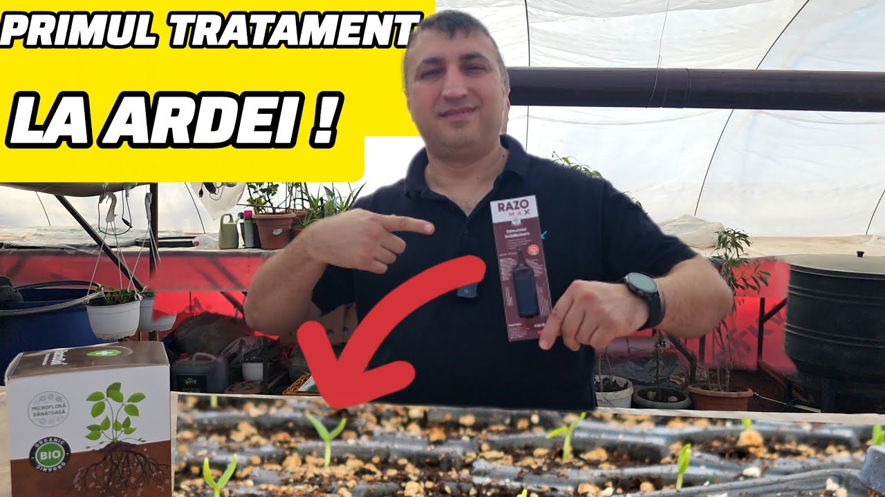 Primul tratament la răsadul de ardei. Rădăcini puternice din start !
