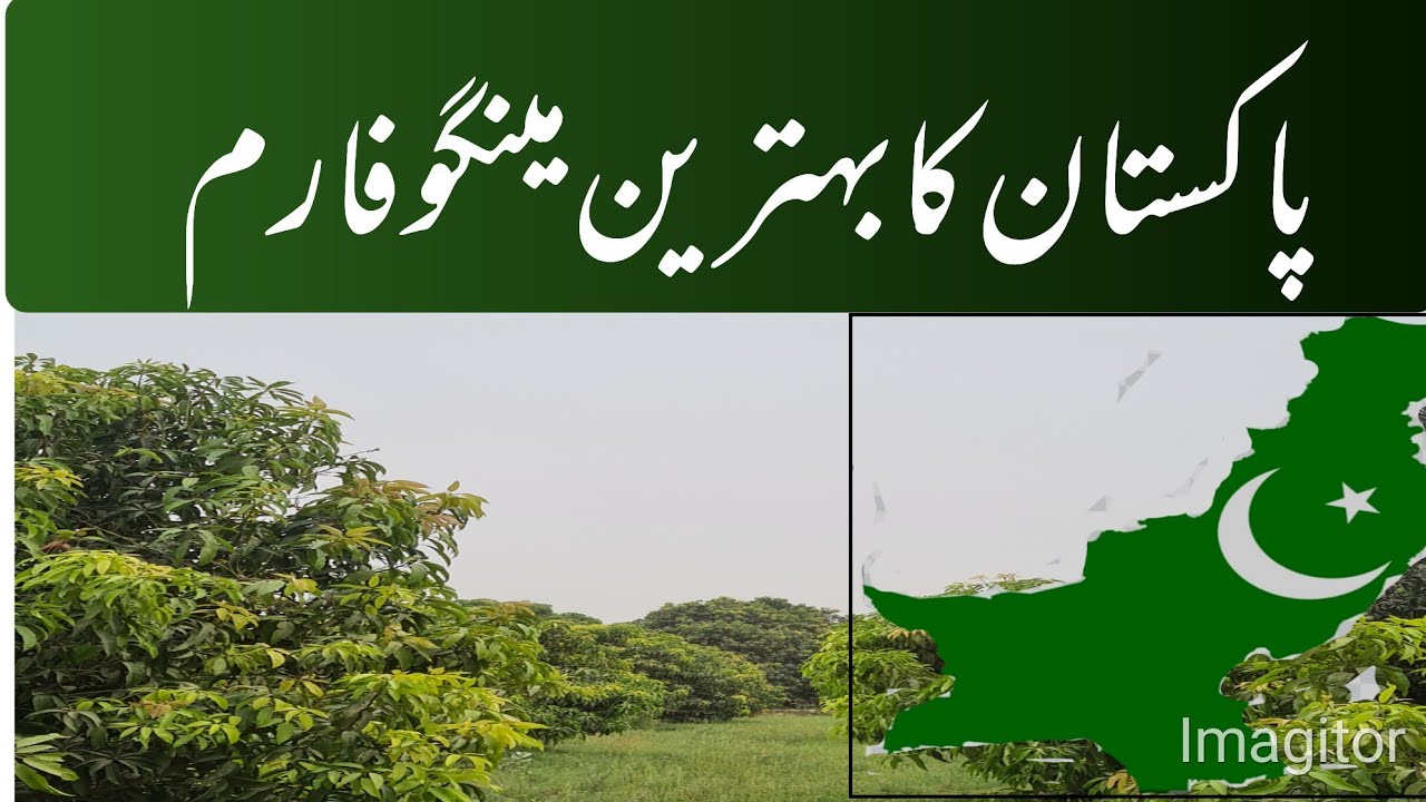 Multan’s Unique Mango Farm – Witness Excellence | Asif Hayat Tipu