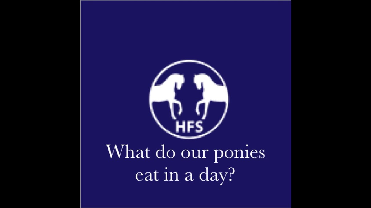 What do our horses eat every day? | Hewshott Farm Stables