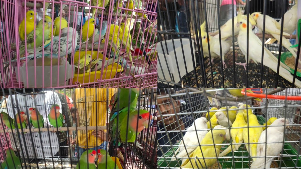 Sunday birds Market Ahmedabad 🔥||Raviwari Bajar😍