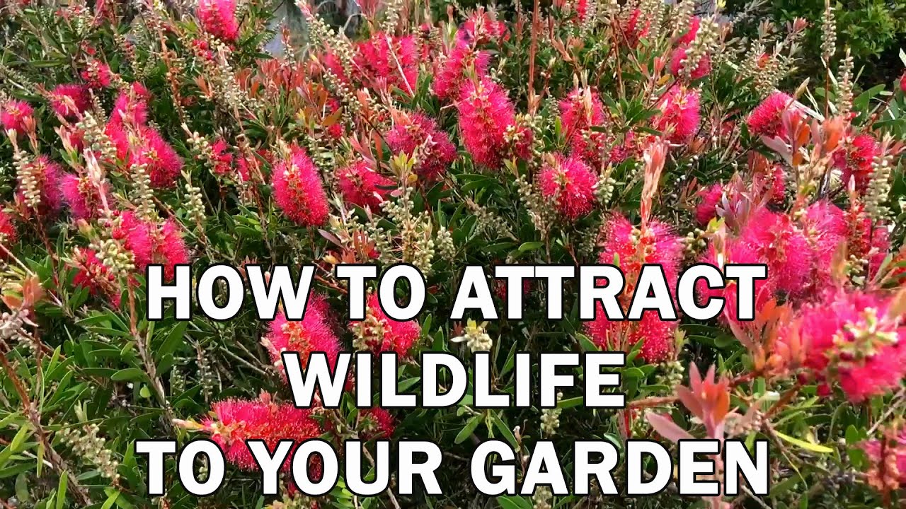 How to attract wildlife to your garden