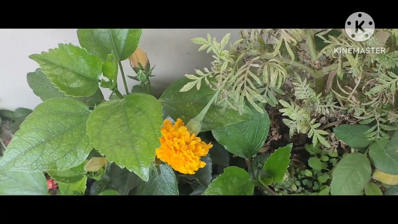 हमारे पापा जी की मेहनत रंग लाई 💪💪❤😍