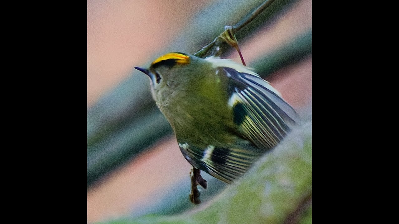 MKE440 Test _ Spaziergang: Wintergoldhähnchen, Kranich, Kleiber u.a. Nahaufnahmen Vogelbeobachtung
