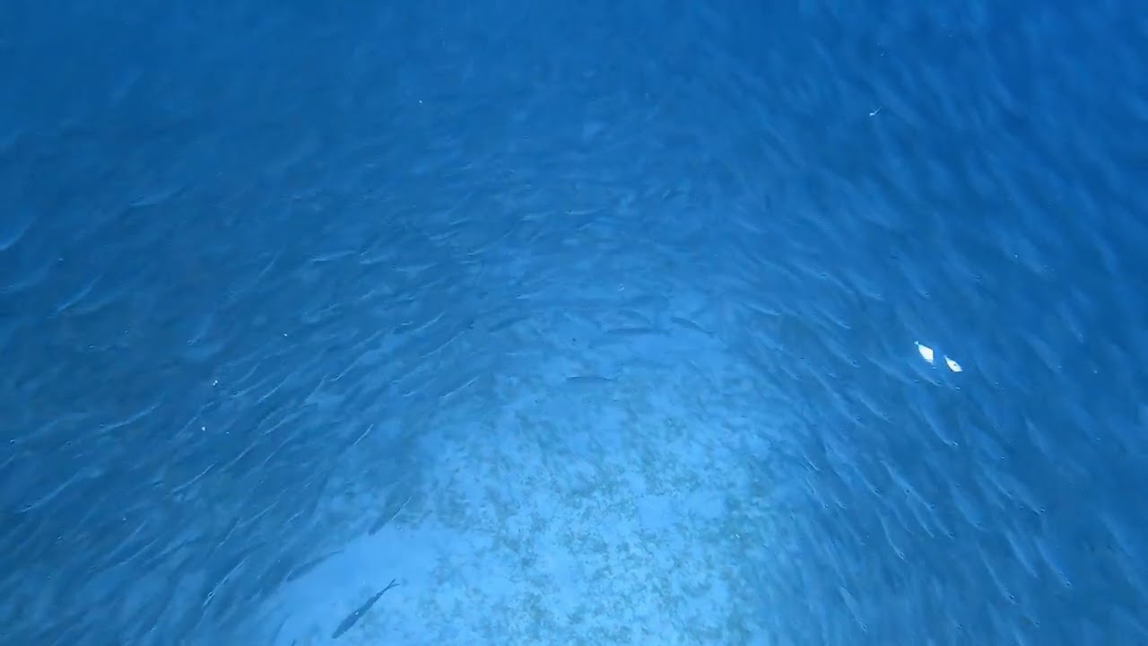 Massive Bait Ball off the Shores of Hawaii’s Big Island
