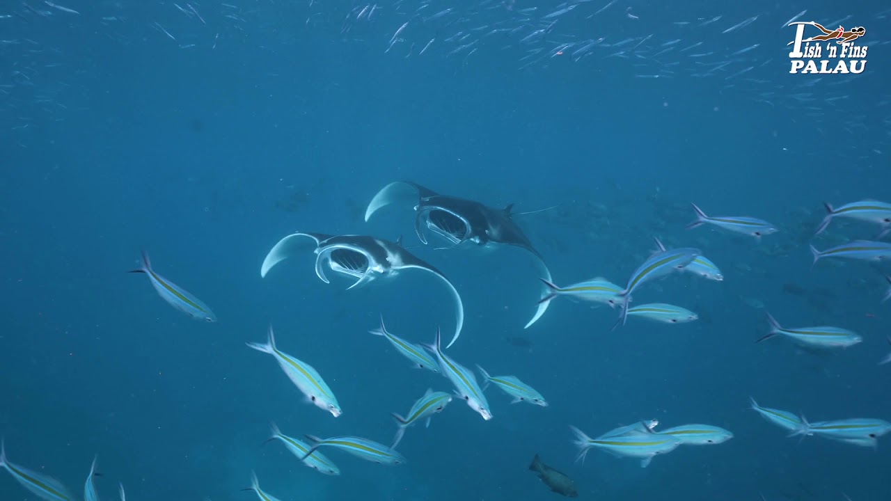 Manta Madness at German Channel Palau