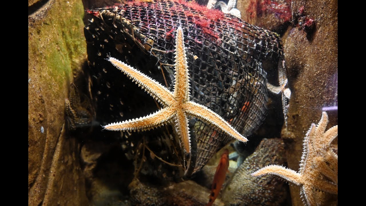 L'aquarium de Trégastel (4K ) - Bretagne - France