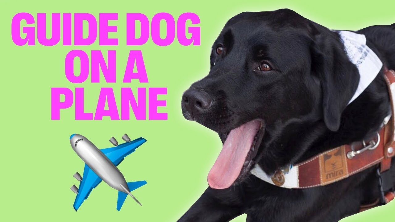 BRINGING A BIG GUIDE DOG ON AN AIRPLANE!