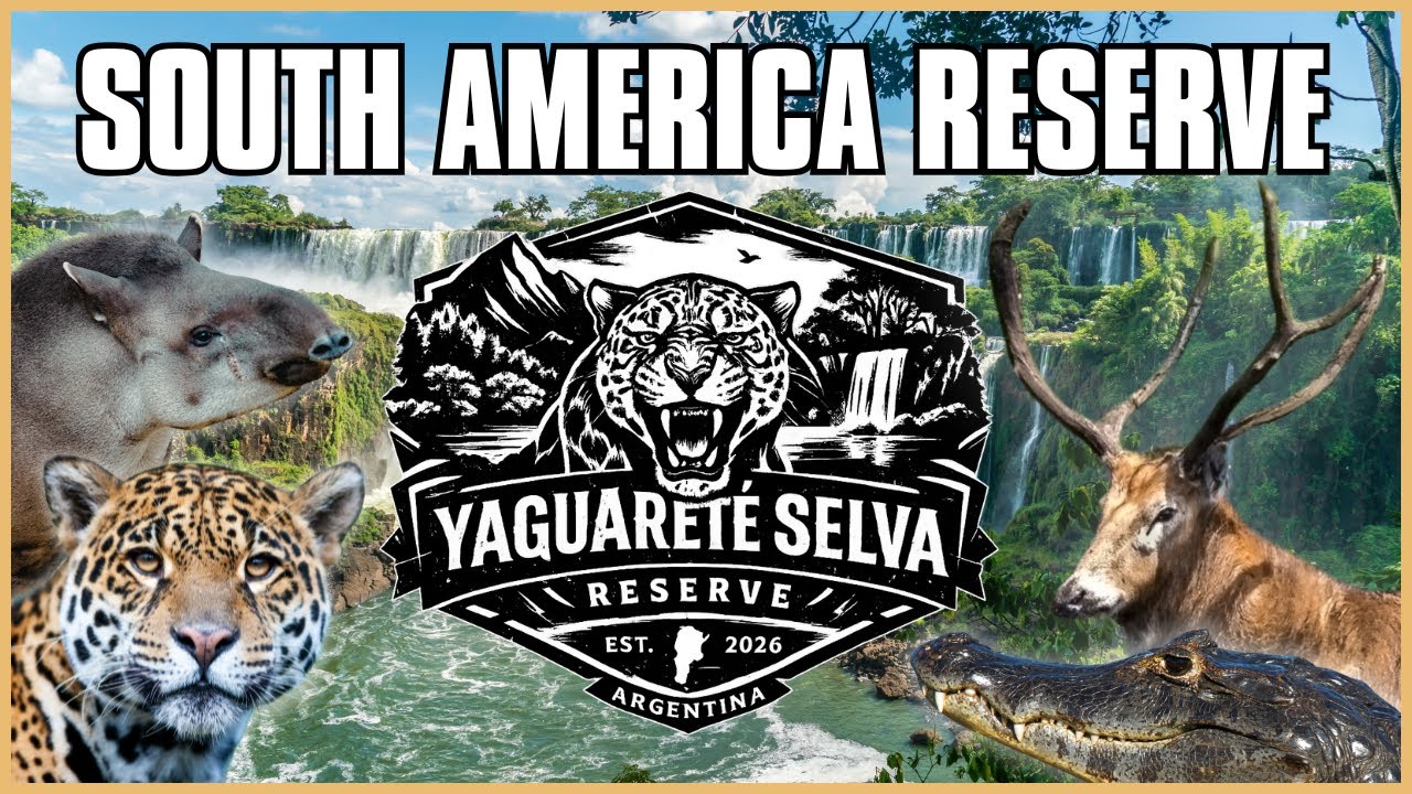 South America Reserve Concept | Yaguareté Selva COTW