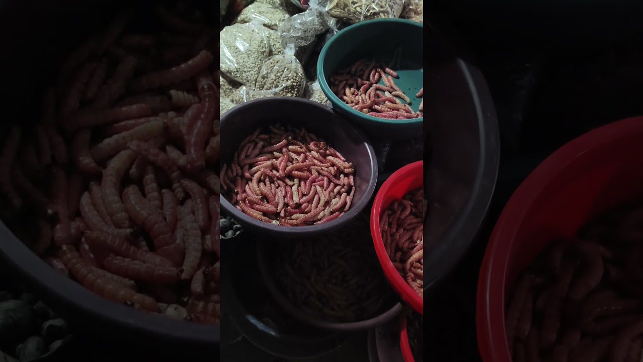 Nagaland market, 