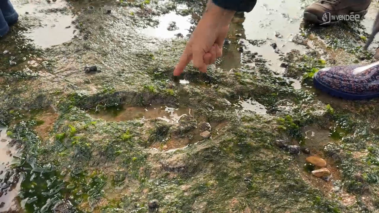 La restauration des pêcheries du XIIe siècle pour protéger les traces de dinosaures