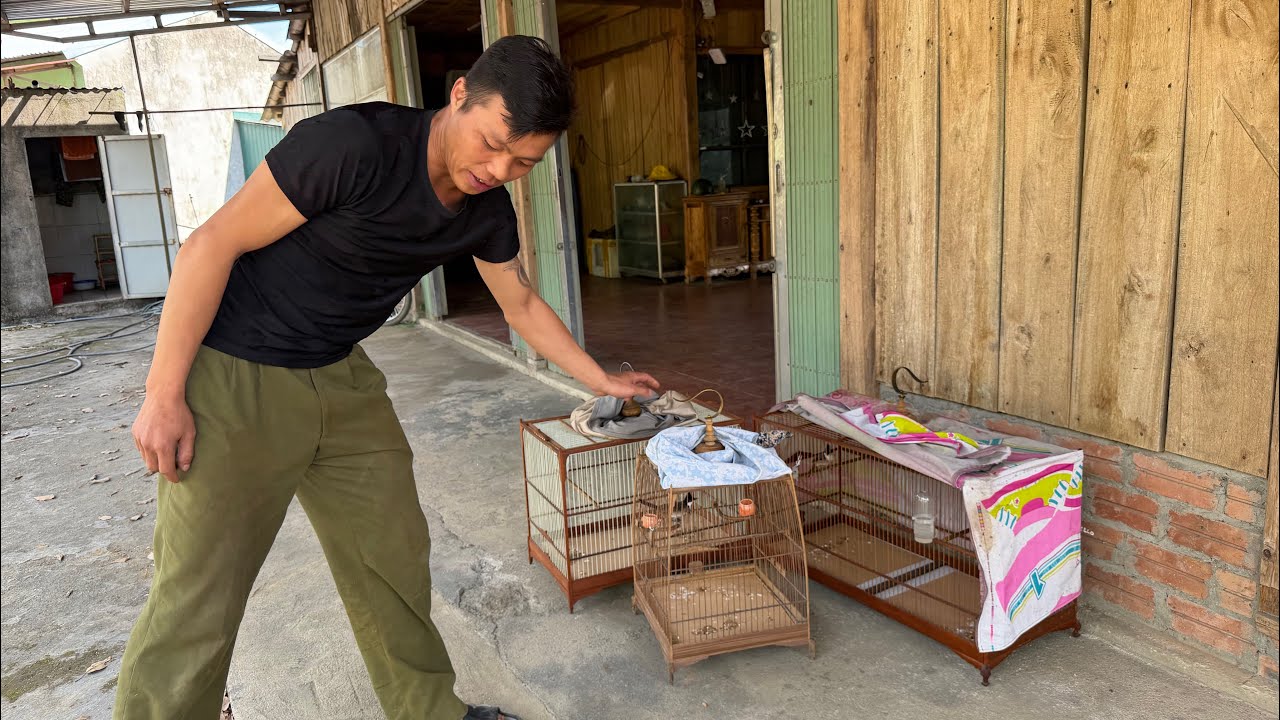 GHÉ THĂM CAO THỦ NUÔI CHÀO MÀO TRÊN ĐỈNH ĐÈO GIÓ QUANH NĂM SƯƠNG MÙ