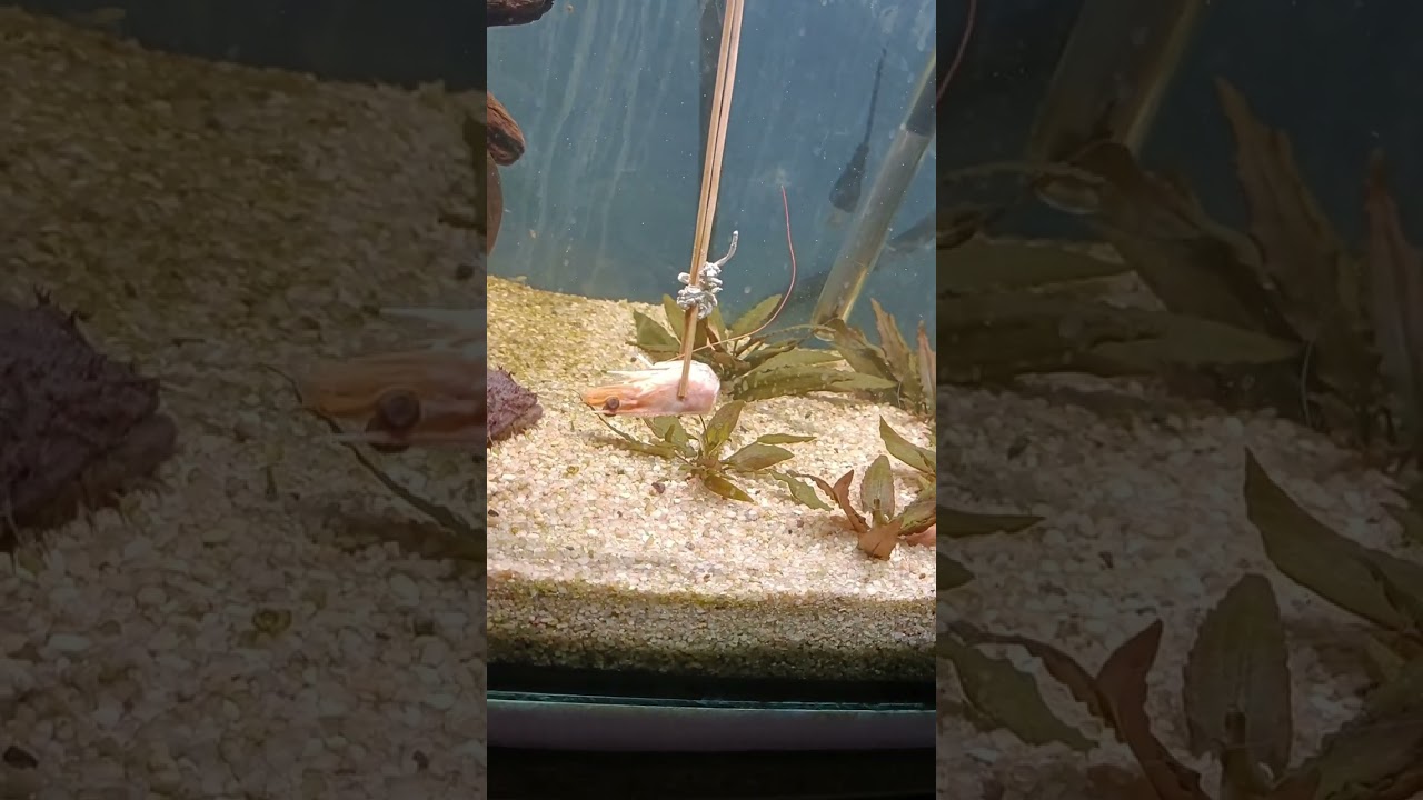 Allenbatrachus grunniens