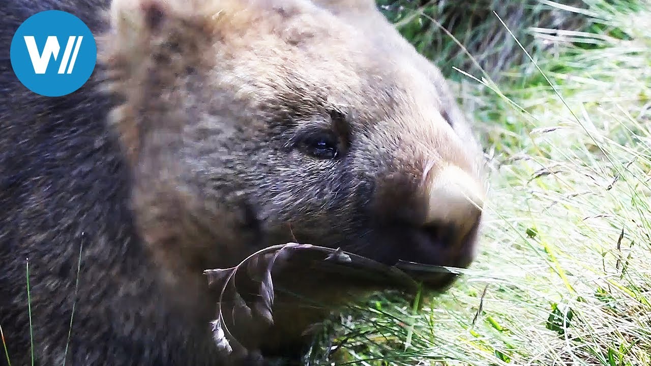 Tasmanien - Wissenswertes über die Insel bei Australien (Reisedokumentation in HD)