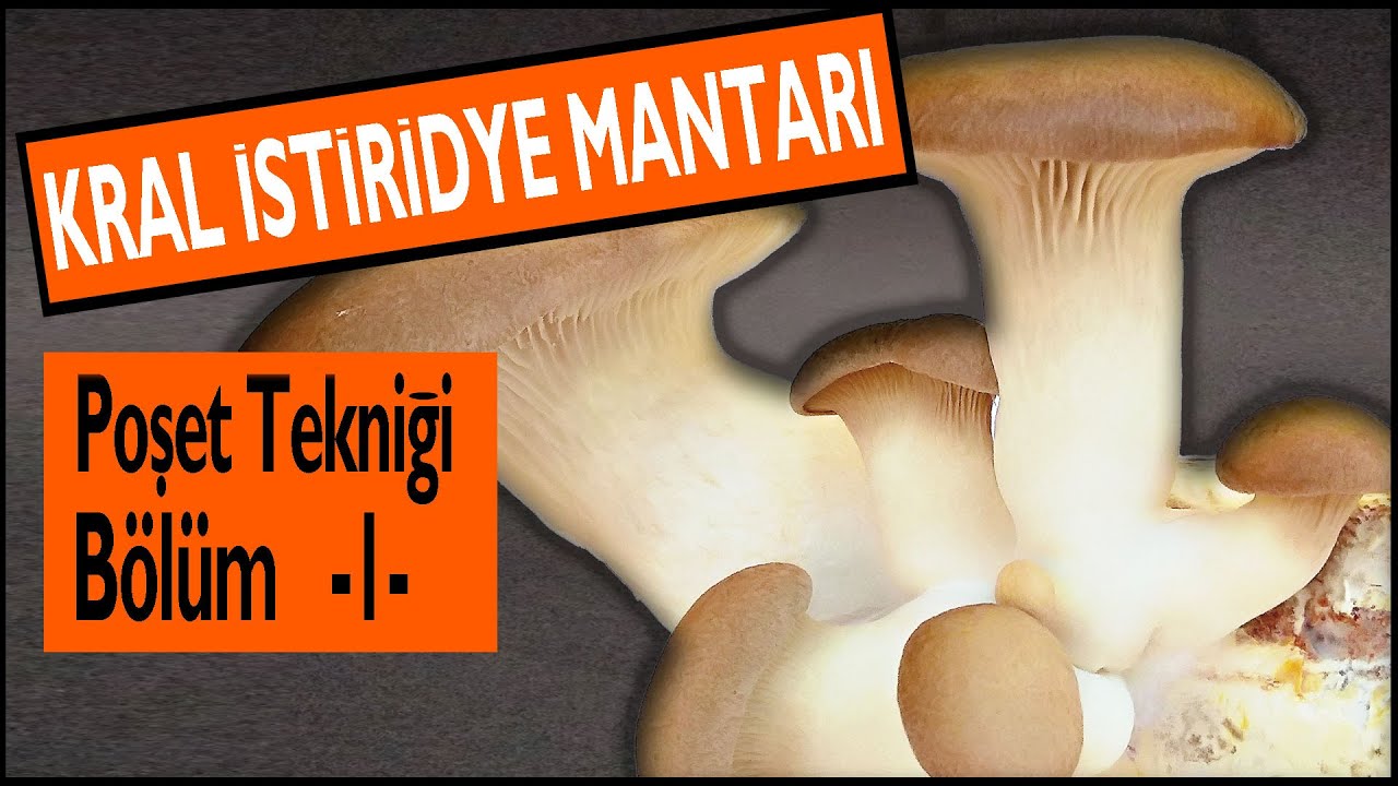 Poşette Kral İstiridye Mantarı Nasıl Yetiştirilir ? 2 Flaş Hasat Yaptık. Diken Kulacık Gavcar Körek