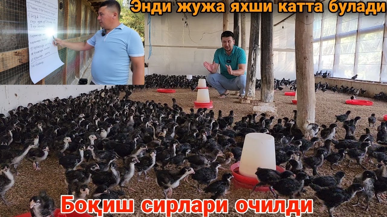 SIRLAR OCHILDI. TOVUQ JO'JALARI QANDAY BOQISH KERAK?