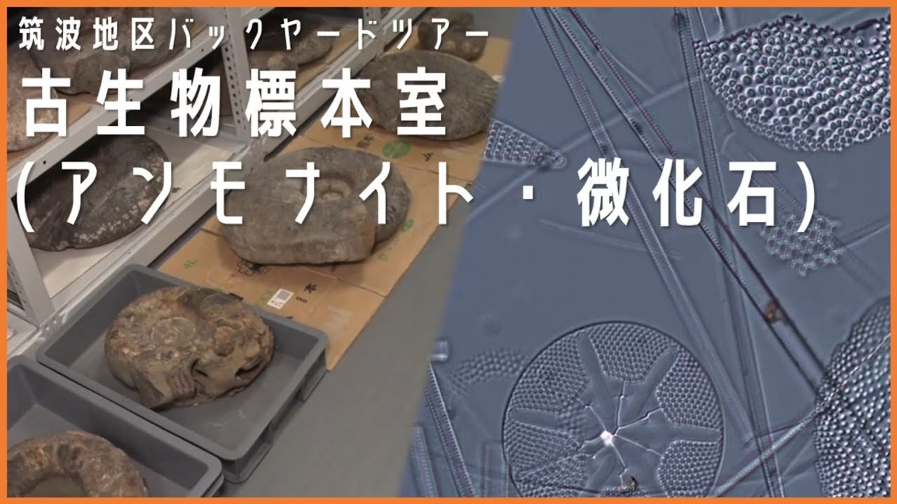 国立科学博物館　筑波地区バックヤードツアー「古生物標本室①(アンモナイト・微化石)」