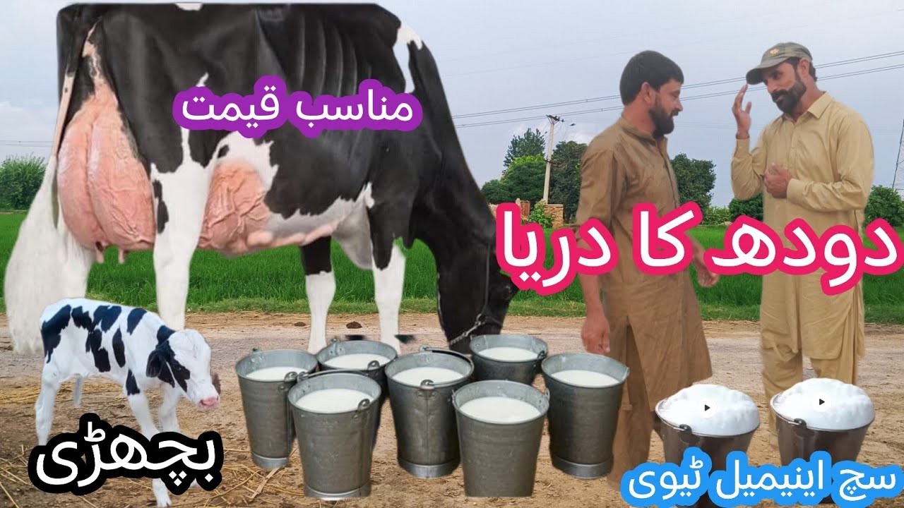 03466152628 |Cholistani friesian cross cow | cholistani cross cow | cholistani cow 