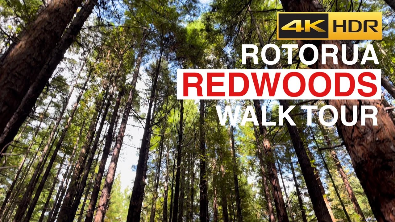 Rotorua Redwoods Whakarewarewa Forest Walk New Zealand 4K HDR
