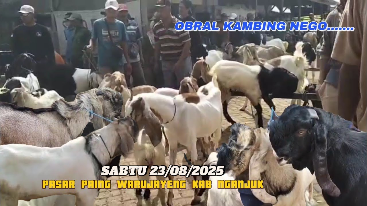 750 RB- 1500 BAKALAN ⁉️ REVIEW SEMUA KAMBING PASAR PAING WARUJAYENG @BERPETUALANG75 