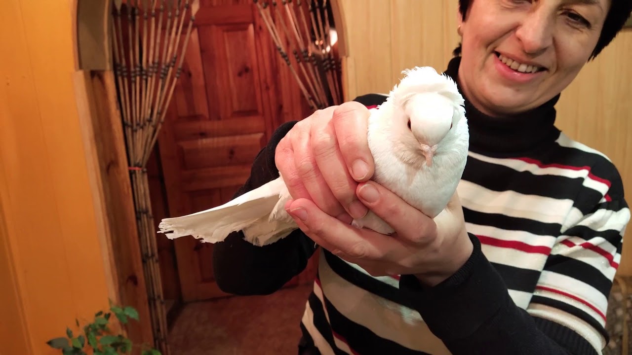 Привезла голубей/Еду на дачу/НАТАЛИЯ БОС